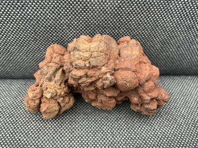 Large Fossil Turtle/Reptile Coprolite/Poo, Eocene, Old Collection, Madagascar - Image 1 of 4