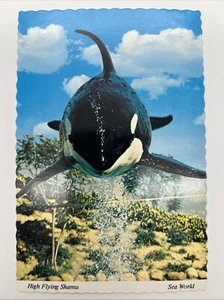 Sea World San Diego High Flying Shamu Otter Postcard - Picture 1 of 2