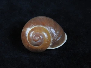 Land Snail Albersia granulata 52.4mm ID#9284 - Picture 1 of 3