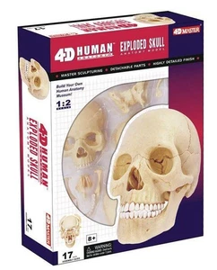4D Master Human Anatomy Exploded Skull 3D Modell/Puzzle - Bild 1 von 5