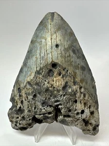 Megalodon Haizahn 5,05 Zoll - groß - einzigartiges Fossil - echt - echt 18306 - Bild 1 von 8