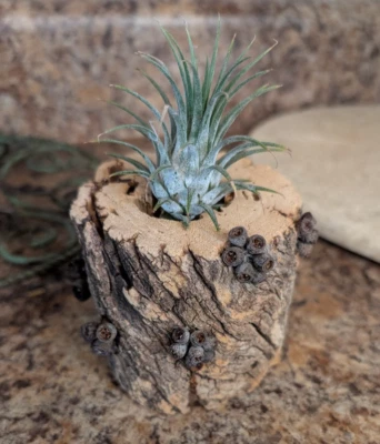 Small Unique Dried Natural Arizona Desert Wood Branch Planter for Air Plants. - Image 1 of 4