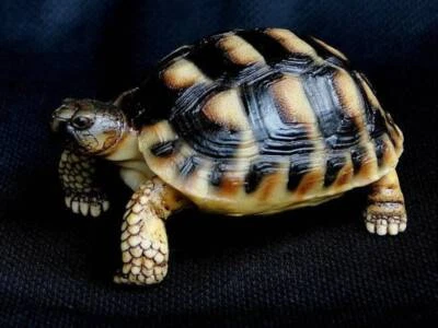 Life Size Herman Europe Land Tortoise turtle Replica Model Figurine Figure - Image 1 of 4