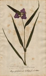 Tradescantia spiderword ojo de Dios autoimpresión natural nature print Kniphof 1757 - Imagen 1 de 1