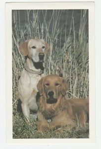 Vintage Postcard Lab and Golden Retriever Dogs Outdoors Unused - Picture 1 of 2