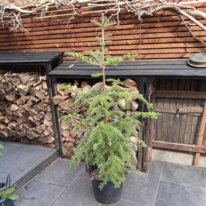 Korean Fir Tree Red Cones In Pot 30Litre Pot - Picture 1 of 4