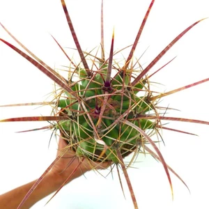 Ferobergia x Ferocactus longispinus -  - Ibrido di Ferocactus | Ferocactus a spi - Imagen 1 de 11