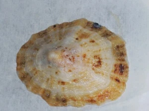PATELLA CAERULEA SPECIAL DUPLICATUS , DOBLE PATTERN - Picture 1 of 2