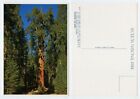 107828 - General Sherman Tree - Sequoia National Park, California - alte AK