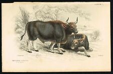 The Gayal (Mithun) Large Domestic Cattle Breed, Hand-Colored Antique Print 1854