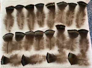 20 pieces of natural wild Turkey Bronze Flat Feathers for fly tying or crafts - Picture 1 of 4