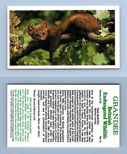 Pine Marten #6 Grandee Britain's Endangered Wildlife 1984 Cigarette Card - Picture 1 of 1
