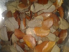 Oak Leaves Vivarium Aquarium Terrarium Fish, dart frog, Reptiles Invertebrates 