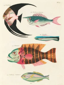Ilustraciones de peces encontrados en Molucas Indonesia y las Indias Orientales 10 - Imagen 1 de 3