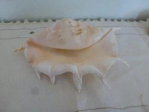 Gorgeous 12" Spider Conch, Clean, Soft Coloring, 7 Points - Picture 1 of 9