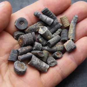 35 gr. Orthoceras Tallo de crinoideos Fósil Devónico Fósiles naturales de Marruecos - Imagen 1 de 3