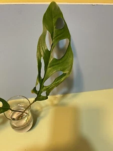 Obliqua Yasuni Very Rare And New - Picture 1 of 1