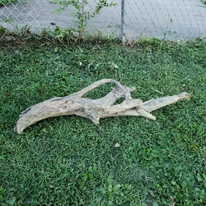 Large 48" Natural Driftwood Root Aquariums Reptile Aquascaping Decor Taxidermy - Picture 1 of 12
