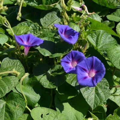 50 Graines de fleurs Ipomée Méthode BIO seed plante fleur grimpante potager - Photo 1/2