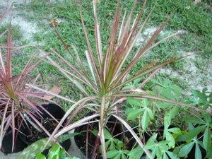 Colorama Dracaena Tree (Dracaena margibata variegata) - Picture 1 of 4