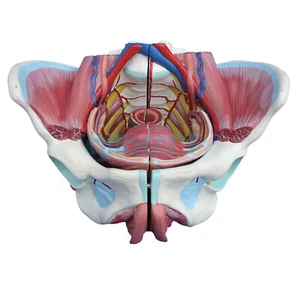 Bacino Femminile Con Organi Genitali Riabilitazione Muscolare Modello Anatomico 4 Parte - Foto 1 di 4