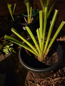 cymbidium orchids for sale - Picture 1 of 1