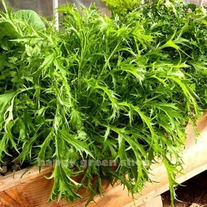 VEGETABLE - MIZUNA GREEN - JAPANESE MUSTARD - 1500 SEEDS - Brassica japonica - Picture 1 of 3