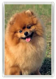 POMERANIAN CHARMING ORANGE DOG HEAD ART PRINT NOVELTY FRIDGE MAGNET GREAT GIFT - Picture 1 of 1