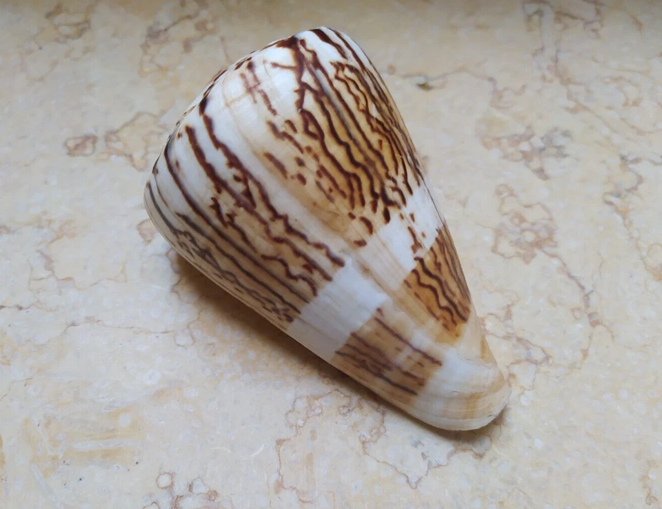 Conus vexillum sumatrensis 113.5 mm nice Pattern Nature massive shell Specimen - Image 1 of 4