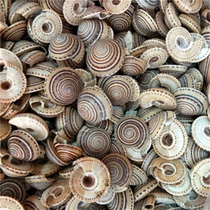 Pack of (x4) Striped Shells Snails 3.5-4cm Mini Spiral Shells Seashells Decors - Picture 1 of 5