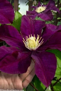 Clematis ‘Warszawska Nike’ – Vigorous Climbing Plant – 9cm Pot! - Picture 1 of 6
