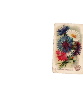 1888 Arm & Hammer New Series Beautiful Flowers Card Cornflower & Marguerite 38 - Picture 1 of 2