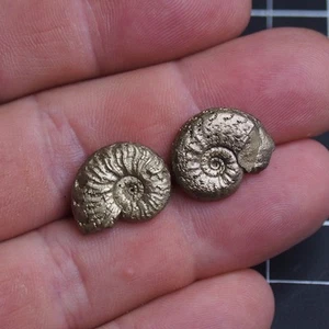 2pcs 18mm Ammonite Pyrite Jurassic Dino Fossil France lot Golden 1405 - Picture 1 of 8