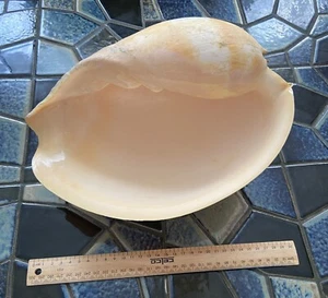 Huge Giant Natural Beach Sea Shell 32x24cm Melon Conch Collectable Shell Vintage - Picture 1 of 13