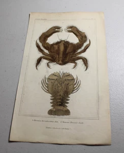 1837 CUVIER Animal Color Prints ~ LAMARCK’S HAIR-SACK ESPONJA CANGREJO más otro - Imagen 1 de 1