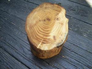 Real Trunk Stump From JAPANESE UMBRELLA PINE (sciadopitys verticcillata) ART - Picture 1 of 4