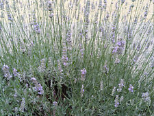 Ca. 1000 Samen Echter Lavendel Saatgut Lavendelsamen Bienenweide Insektennahrung