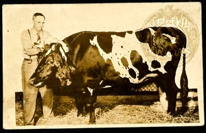 1930s Dolly Two Headed Cow FREAK circus carnival sideshow postcard - Picture 1 of 2