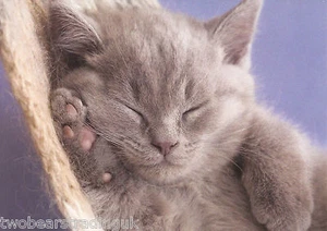 Postcard: Cuddly Creatures - Sleeping Kitten (The Postcard Store) - Picture 1 of 1