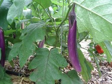 LONG PURPLE EGGPLANT Solanum Melongena Esculentum 25 seeds