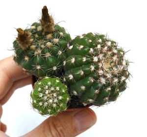 Notocactus otonis 3 PLANTS NH9 Cactus Offer Fatty Plants - Picture 1 of 3