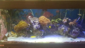 Marine Fish Tank for Sale - Picture 1 of 4