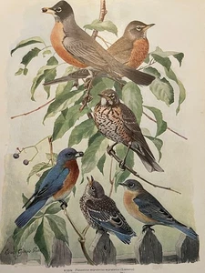 Birds of NY Robin Bluebird Color Plate Print rt Louis Agassiz Fuertes 1914 - Picture 1 of 2