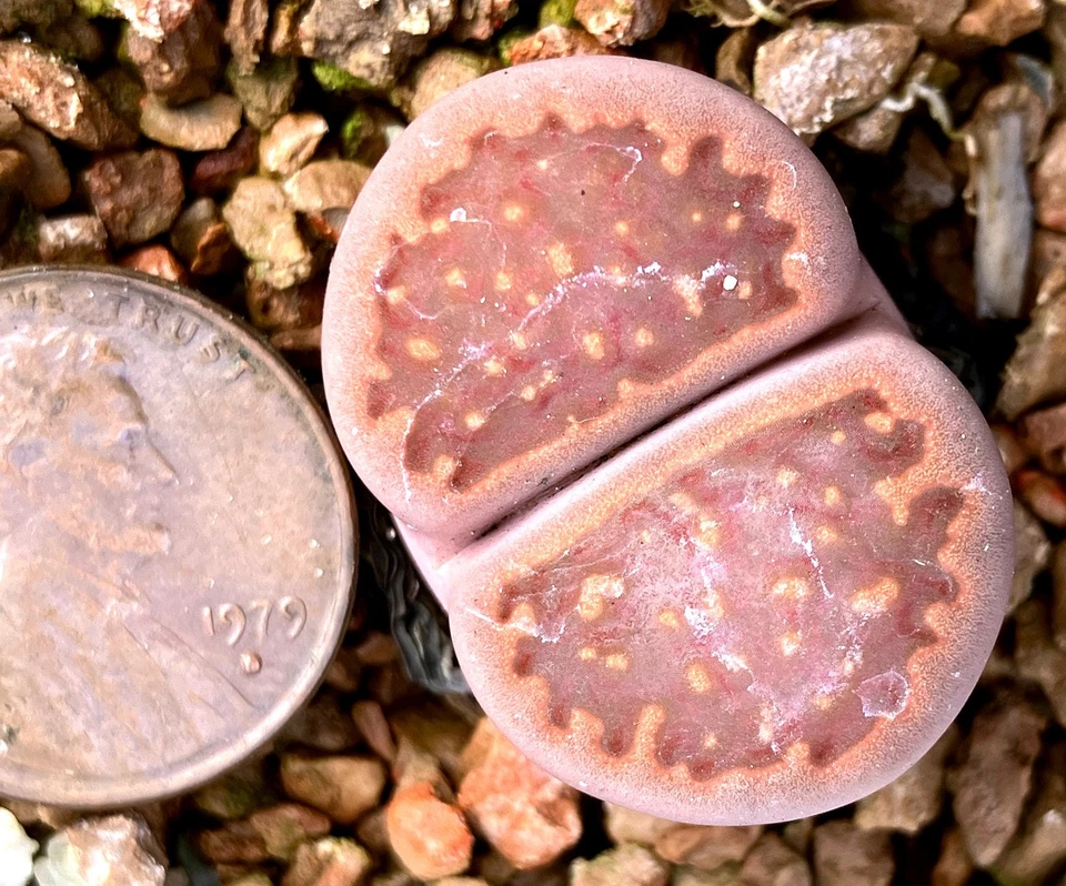Planta Mesemb - Lithops hallii ochracea, agua apestosa - ¡Marca audaz! Foto 1 de 1