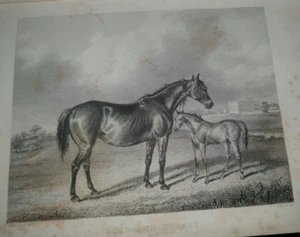 1846 THE SPORTING MAGAZINE VOL 7 with 12 PLATES HORSE RACING DOGS JOCKEYS * - Picture 1 of 19
