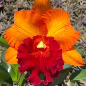 Planta Orquídea Cattleya Siam Delight Maceta Tamaño 3-4 pulgadas - Imagen 1 de 4
