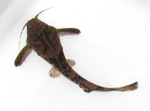 (1) Banjo Catfish Live Freshwater Aquarium Fish - Picture 1 of 1