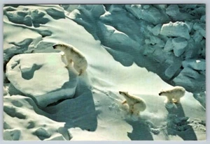 Mother Polar Bear & Cubs On Polar Ice Cap, Canada's Arctic, Chrome Postcard - Bild 1 von 2