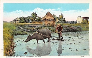 Philippines - Harrowing rice field - Publ. Philippine Education Co. - Picture 1 of 2