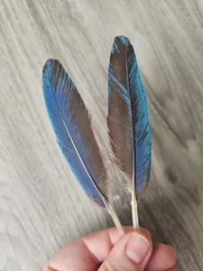 2 x blaue Federn 💙 Papageienfeder Ara Vogelfeder Traumfänger Daumenfittich - Bild 1 von 8